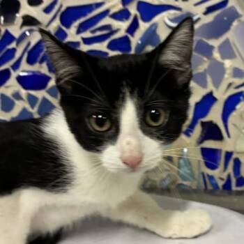 NINA -  Domestic Short Hair Cat for Adoption in Pensacola, Florida - NINA | PetCurious