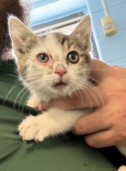 Domestic Short Hair Cats Available for Adoption in Lawrenceville, Georgia - In Foster | PetCurious