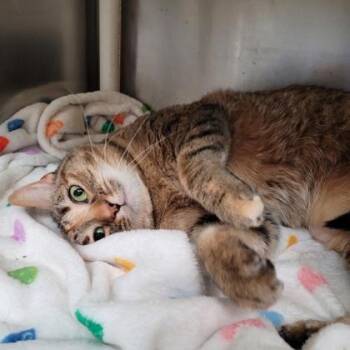 Domestic Short Hair Cats Available for Adoption in Largo, Florida - Kitty | PetCurious