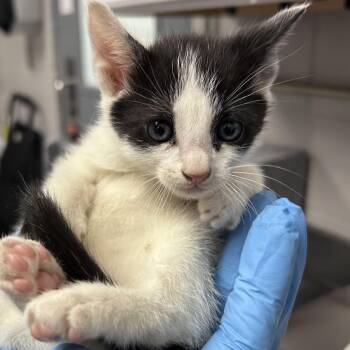 Domestic Short Hair Cats Available for Adoption in Greenville, South Carolina - Oreo | PetCurious