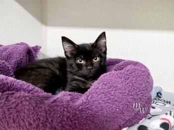 HAZEL -  Domestic Short Hair Cat for Adoption in Omaha, Nebraska - HAZEL | PetCurious