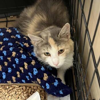 SVAS-Stray-39553 -  Domestic Medium Hair Cat for Adoption in Lyndhurst, Virginia - SVAS-Stray-39553 | PetCurious
