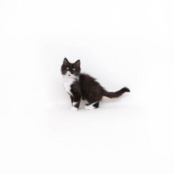 Bernadette -  Domestic Short Hair Cat for Adoption in Los Angeles, California - Bernadette | PetCurious