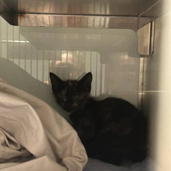 Boogers -  Domestic Short Hair Cat for Adoption in Abilene, Texas - Boogers | PetCurious