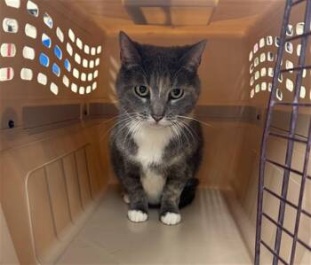 KATY -  Domestic Short Hair Cat for Adoption in Aliquippa, Pennsylvania - KATY | PetCurious