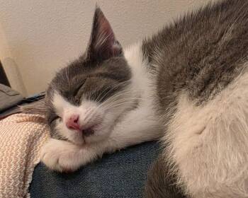 Domestic Short Hair Cats Available for Adoption in San Francisco, California - Spice | PetCurious