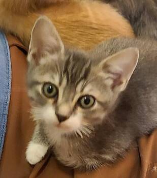 Boots Freese -  Domestic Short Hair Cat for Adoption in Kansas City, Missouri - Boots Freese | PetCurious