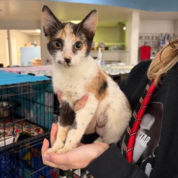 Toula -  Domestic Short Hair Cat for Adoption in Indianapolis, Indiana - Toula | PetCurious