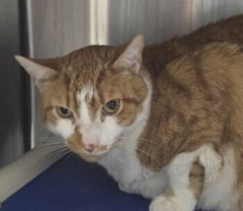 Noah -  Domestic Short Hair Cat for Adoption in Webster, Massachusetts - Noah | PetCurious