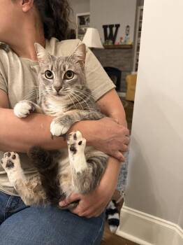 Domestic Short Hair Cats Available for Adoption in Camden, South Carolina - Finders Keepers | PetCurious