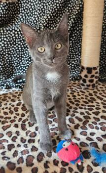 Annie -  Domestic Short Hair Cat for Adoption in Evans City, Pennsylvania - Annie | PetCurious
