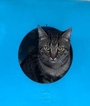 Domestic Short Hair Cats Available for Adoption in Honolulu, Hawaii - Mylo | PetCurious