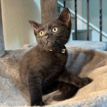 Ned -  Domestic Medium Hair Cat for Adoption in Lewisville, Texas - Ned | PetCurious