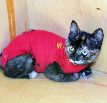PENNY -  Tortoiseshell Cat for Adoption in San Clemente, California - PENNY | PetCurious