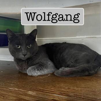 Domestic Short Hair Cats Available for Adoption - Wolfgang | PetCurious