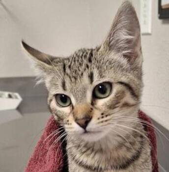 Domestic Short Hair Cats Available for Adoption - Buttercup | PetCurious