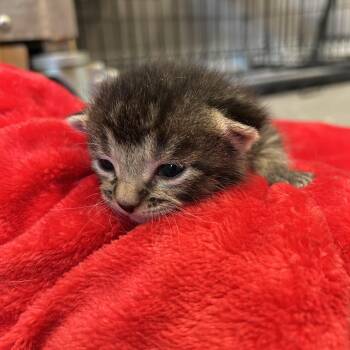 Milo -  Domestic Short Hair Cat Available for Adoption in Seward, Nebraska - Milo | PetCurious