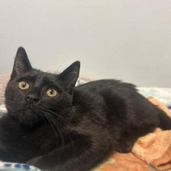 Queen -  Domestic Short Hair Cat for Adoption in Chicago, Illinois - Queen | PetCurious