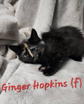 Rescue Domestic Medium Hair Cats for Adoption in Clarksville, Tennessee - Ginger Hopkins | PetCurious