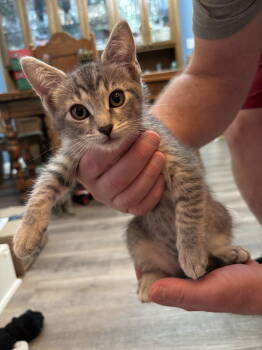 Rescue Domestic Short Hair Cats for Adoption in Arlington, Texas - Dixie | PetCurious