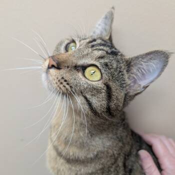 Rescue Domestic Short Hair Cats for Adoption in Tulsa, Oklahoma - Olly | PetCurious