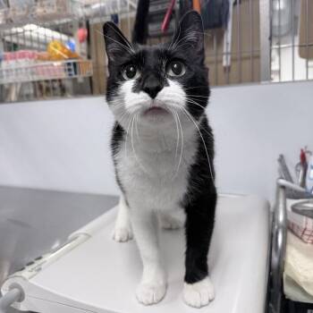 Domestic Short Hair Cats Available for Adoption in New York, New York - Myriam | PetCurious