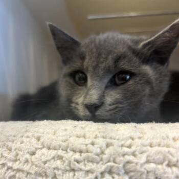 Post It -  Domestic Short Hair Cat for Adoption in Park City, Utah - Post It | PetCurious