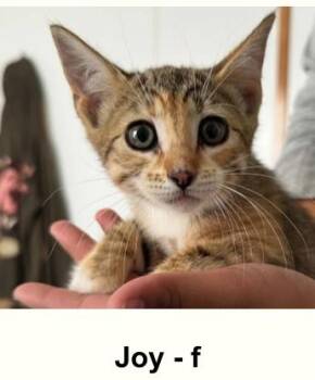 JOY -  Domestic Short Hair Cat for Adoption in Broomfield, Colorado - JOY | PetCurious