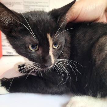 Pluto -  Domestic Short Hair Cat for Adoption in Belfair, Washington - Pluto | PetCurious