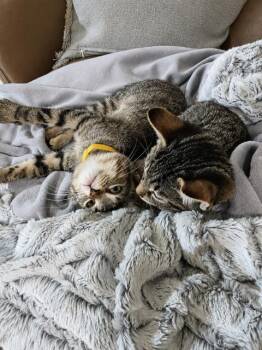Sonic -  Domestic Short Hair Cat for Adoption in Groveland, Massachusetts - Sonic | PetCurious