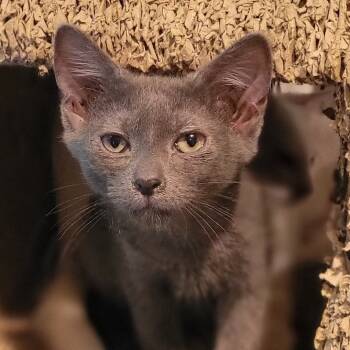 Rescue Domestic Short Hair Cats for Adoption in Rochester, Minnesota - Burgrey | PetCurious
