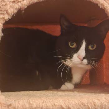 Rescue Domestic Short Hair Cats for Adoption in Evansville, Indiana - Moon | PetCurious