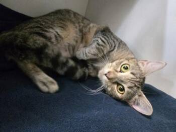 Gloria -  Domestic Short Hair Cat for Adoption in Savannah, Georgia - Gloria | PetCurious