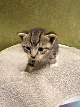 Domestic Short Hair Cats Available for Adoption in Riverside, California - GATO | PetCurious