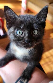 Lennox -  Domestic Short Hair and Tortoiseshell Cat for Adoption in Omaha, Nebraska - Lennox | PetCurious