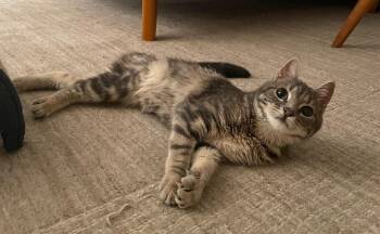 American Shorthair Cats Available for Adoption - Evie | PetCurious