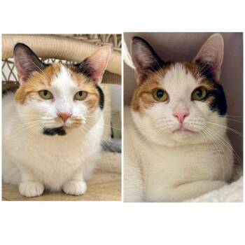 Domestic Short Hair and Calico Cats Available for Adoption in Winchendon, Massachusetts - Dyson & Dixie | PetCurious
