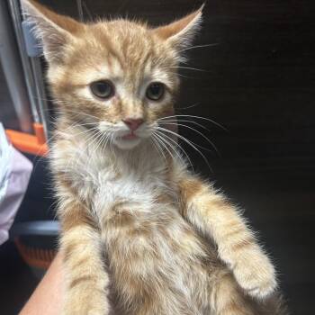 Phoenix -  Domestic Short Hair Cat for Adoption in Hemet, California - Phoenix | PetCurious