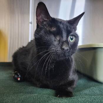 Domestic Short Hair Cats Available for Adoption in Manhattan, Kansas - Pepper | PetCurious