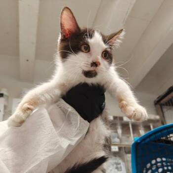 Domestic Short Hair Cats Available for Adoption in New York, New York - Mermaid | PetCurious
