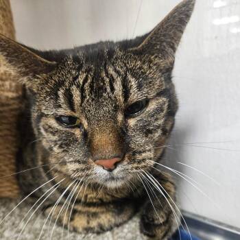 Zoey -  Domestic Short Hair Cat for Adoption in Grantsville, Utah - Zoey | PetCurious