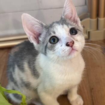 Chalet -  Domestic Short Hair Cat for Adoption in Jupiter, Florida - Chalet | PetCurious