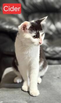 Rescue Domestic Short Hair Cats for Adoption in Mount Pleasant, North Carolina - Cider | PetCurious