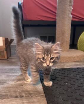 Pumbaa -  Domestic Long Hair Cat for Adoption in Grand Rapids, Michigan - Pumbaa | PetCurious