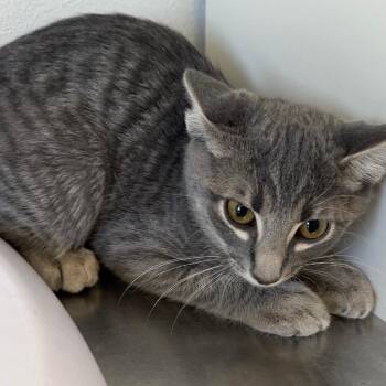 Cassian -  Domestic Short Hair Cat for Adoption in Floresville, Texas - Cassian | PetCurious