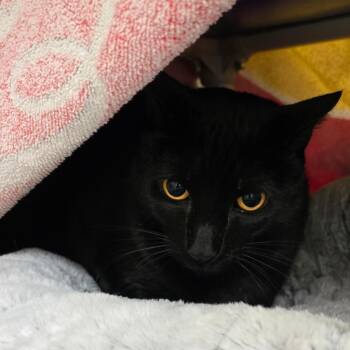 Domestic Short Hair Cats Available for Adoption in York, Pennsylvania - Hulk | PetCurious
