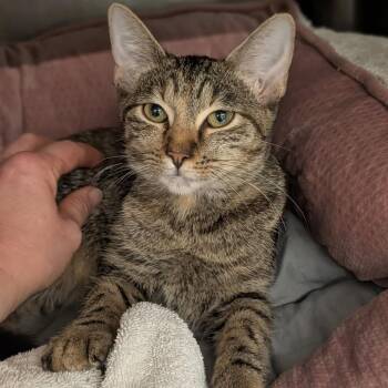 Mabel Houston -  Domestic Short Hair Cat for Adoption in Denver, Colorado - Mabel Houston | PetCurious