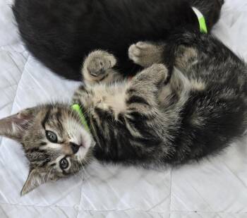 Cider -  Domestic Short Hair Cat for Adoption in San Diego, California - Cider | PetCurious