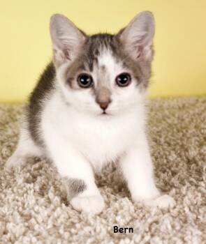 Bern -  Domestic Short Hair Cat for Adoption in Gilbert, Arizona - Bern | PetCurious