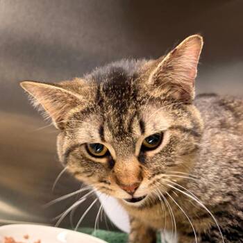 Domestic Short Hair Cats Available for Adoption - Buster | PetCurious